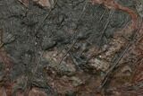 Silurian Fossil Crinoid (Scyphocrinites) Plate - Morocco #134289-1
